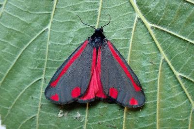 <i>Tyria jacobaeae</i>
