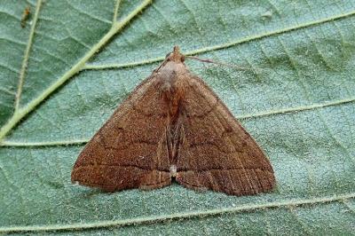 <i>Herminia tarsipennalis</i>