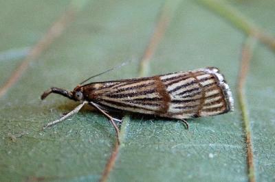 <i>Chrysocrambus linetella</i>