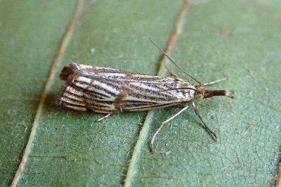 <i>Chrysocrambus linetella</i>