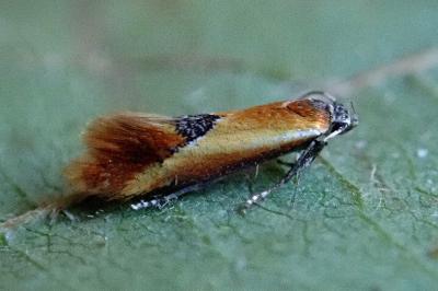 <i>Batia lunaris</i>