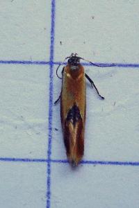<i>Batia lunaris</i>