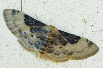 <i>Idaea filicata</i>