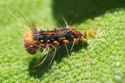<i>Lymantria dispar</i>