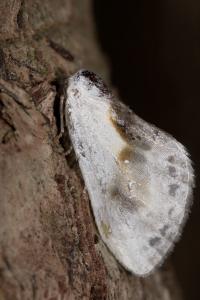 <i>Cilix glaucata</i>