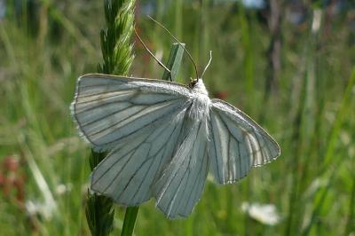 <i>Siona lineata</i>