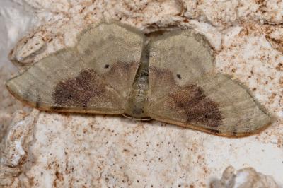 <i>Idaea degeneraria</i>