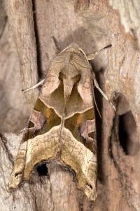 <i>Phlogophora meticulosa</i>