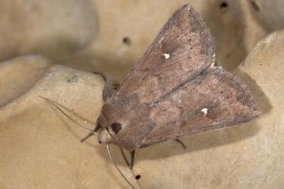 <i>Mythimna albipuncta</i>