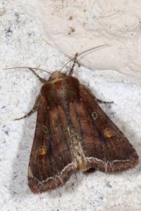 <i>Lacanobia oleracea</i>