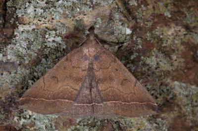 Polypogon plumigeralis