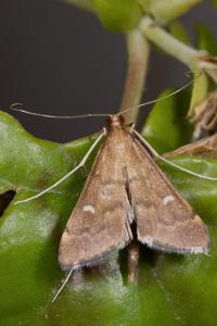 <i>Dolicharthria punctalis</i>
