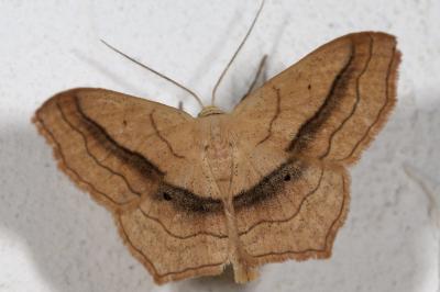 <i>Scopula imitaria</i>