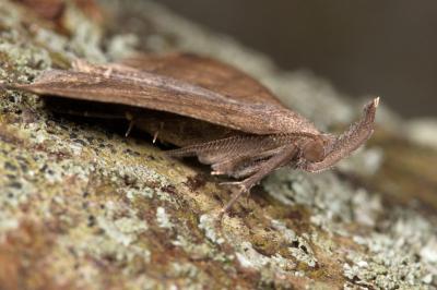 <i>Polypogon plumigeralis</i>