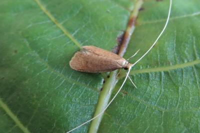 <i>Nematopogon metaxella</i>