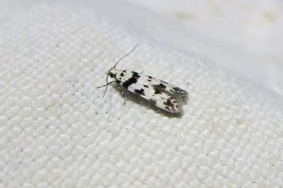 <i>Pseudotelphusa scalella</i>