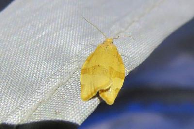 <i>Pandemis cerasana</i>