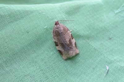 <i>Choristoneura hebenstreitella</i>