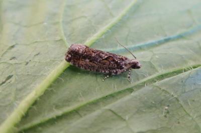 <i>Zeiraphera isertana</i>