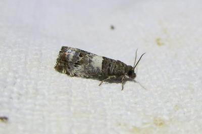 <i>Notocelia trimaculana</i>