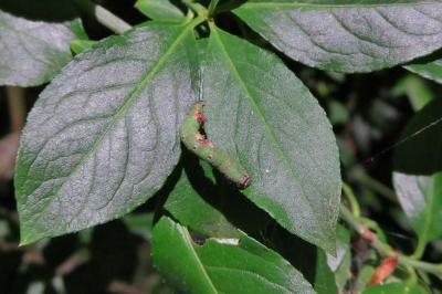 <i>Ligdia adustata</i>