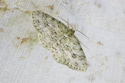 <i>Ectropis crepuscularia</i>
