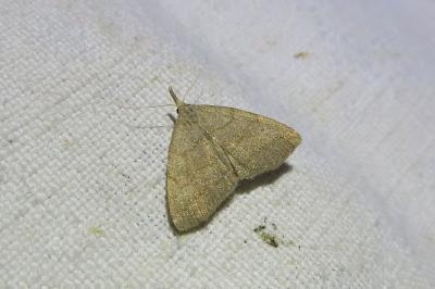 <i>Pechipogo strigilata</i>