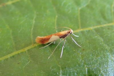 <i>Caloptilia alchimiella</i>