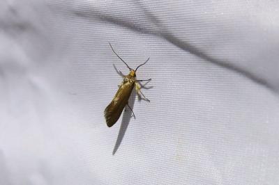 <i>Crassa unitella</i>