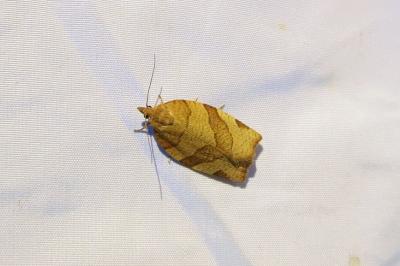 <i>Pandemis cerasana</i>