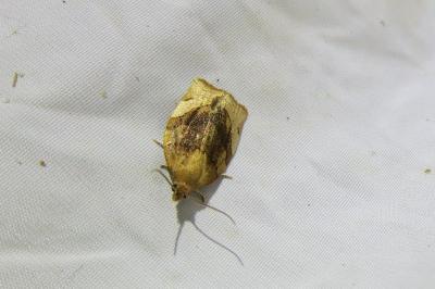<i>Pandemis cerasana</i>