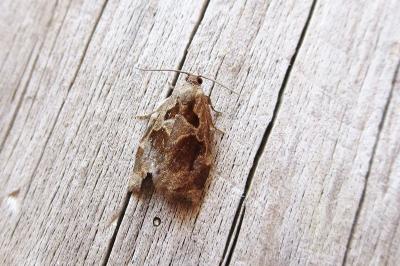 <i>Archips crataegana</i>