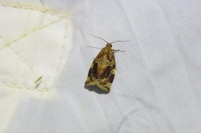 <i>Archips xylosteana</i>
