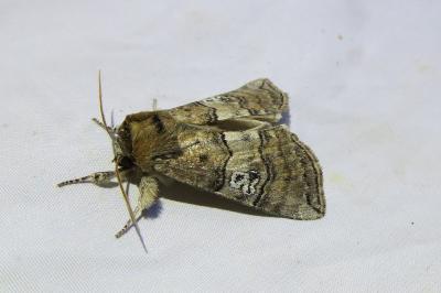 <i>Tethea ocularis</i>