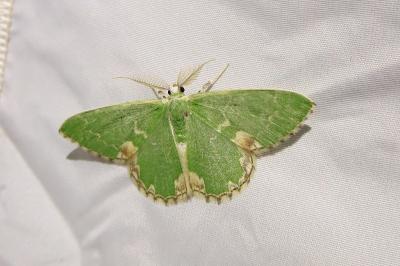<i>Comibaena bajularia</i>