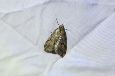 <i>Chesias rufata</i>