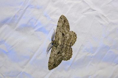 <i>Hypomecis roboraria</i>