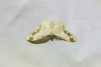 <i>Idaea trigeminata</i>