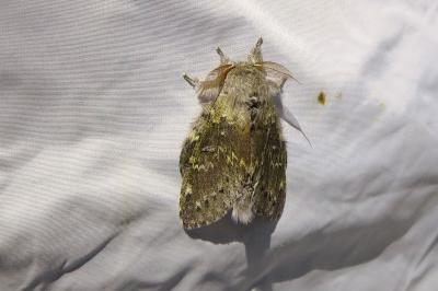 <i>Stauropus fagi</i>