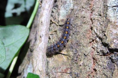 <i>Manulea complana</i>