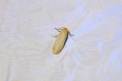 <i>Katha depressa</i>