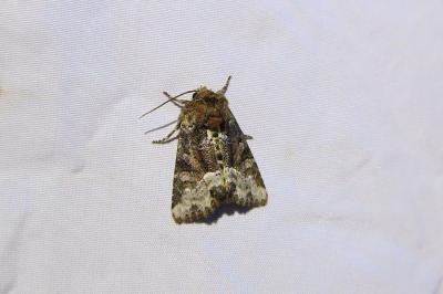 <i>Oligia strigilis</i>