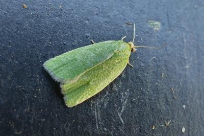 <i>Tortrix viridana</i>