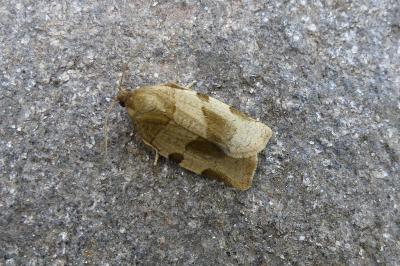 <i>Choristoneura hebenstreitella</i>