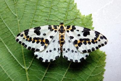 <i>Abraxas grossulariata</i>