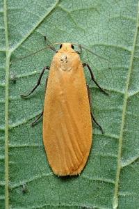 <i>Wittia sororcula</i>