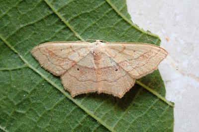 <i>Scopula imitaria</i>