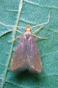 <i>Eurodachtha pallicornella</i>