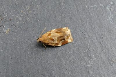 <i>Archips xylosteana</i>