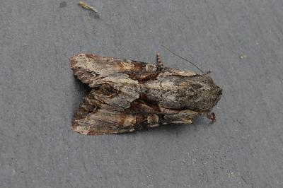 <i>Lacanobia w-latinum</i>